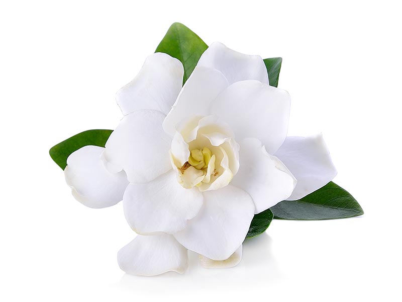 Gardenias