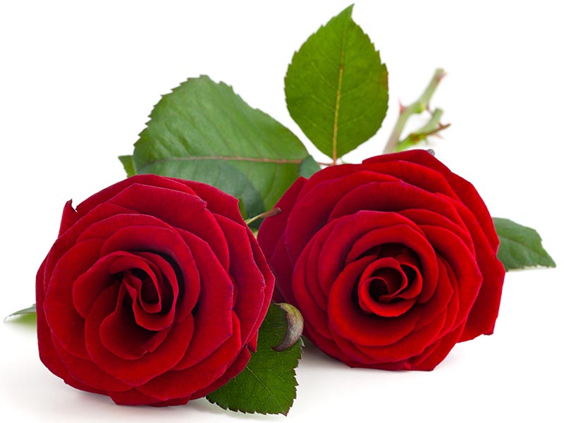 Rosas rojas