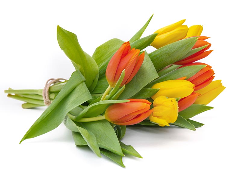 Tulipanes